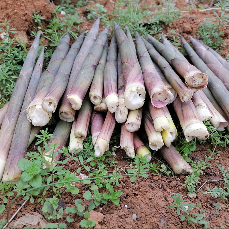 湖南野生竹笋新鲜小竹笋嫩笋尖鲜笋春笋非雷笋小春笋现挖5斤装