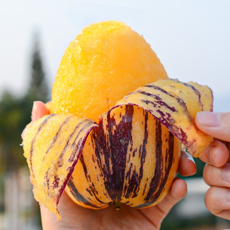 一件代发 甘肃民勤沙漠人参果水果长果黄肉大果批发