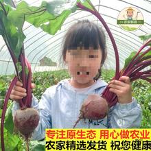 2023无农残新鲜甜菜根现挖发货甜菜头甜菜红菜头纯红多汁5斤