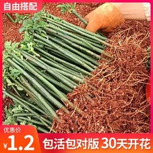 耐寒蔷薇花苗爬藤植物四季开花藤本月季大花浓香室内阳台盆栽花卉