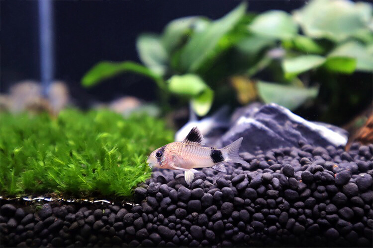 热带鱼清道夫珍珠鼠满天星鼠鱼吃垃圾观赏鱼工具清洁鱼活体鱼批发