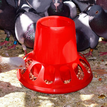 鸽子食槽自动喂食器信鸽饮水器下料器赛鸽用品用具鸽子笼防撒食盒