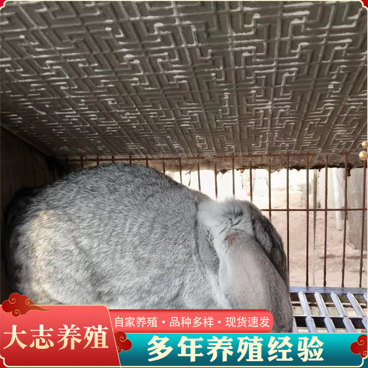 景区观赏垂耳公羊兔活体纯灰色公羊兔幼兔巨型青年兔公羊兔回收