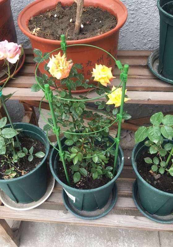花架花爬架月季爬藤架子嫁接蟹爪兰植物铁层室内支柱园艺支架.