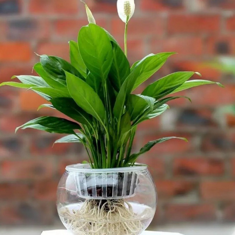 【江苏省热卖】一帆风顺白掌鸿运当头花卉室内客厅办公室盆栽代发