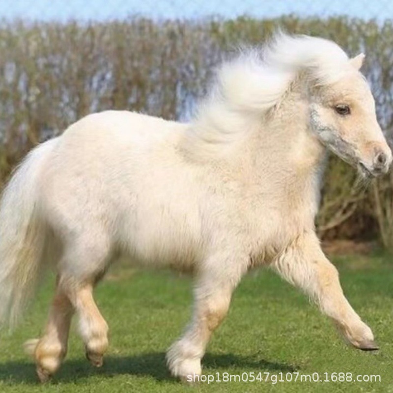 矮马养殖总场 矮马的利润 舍特兰矮马 宠物马 矮马活体出售租赁