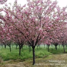 基地批发日本樱花树苗风景树庭院绿化树苗晚樱早樱吉野樱规格齐全