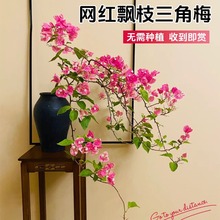 三角梅盆栽带花精品绿樱漳红樱大苗四季开花卉绿植物室内客厅矮桩