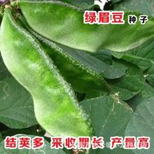 【今年新种】绿眉豆种子猪耳朵扁豆籽种阳台盆栽种植高产蔬果种籽