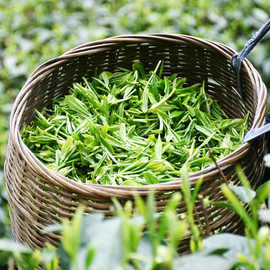 贵州绿茶2021新茶凤冈锌硒茶特级毛尖高山云雾遵义毛峰茶500g散装