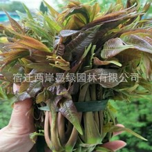 南北方种植香椿苗 黑油香椿树苗  易成活 效益好 耐旱