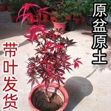 包邮迷你小枫树型红舞姬三季红红枫树苗红枫小苗盆栽地栽阳台庭院
