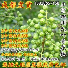 四川青花椒苗树盆栽当年结果食用成都特麻花椒麻香味重地栽果树苗