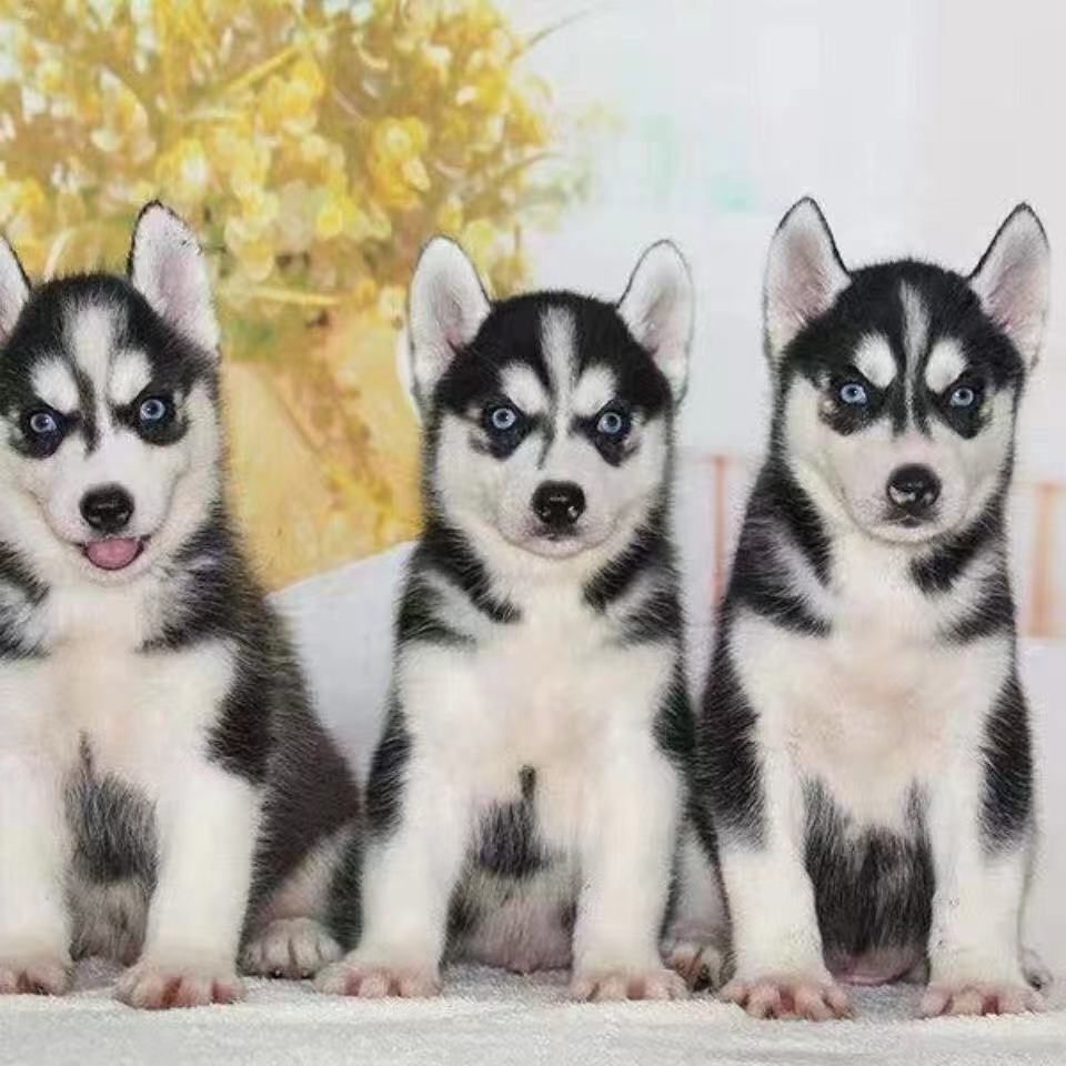 犬舍直销纯种哈士奇活体幼犬蓝眼二哈雪橇犬活体家养宠物狗狗幼崽