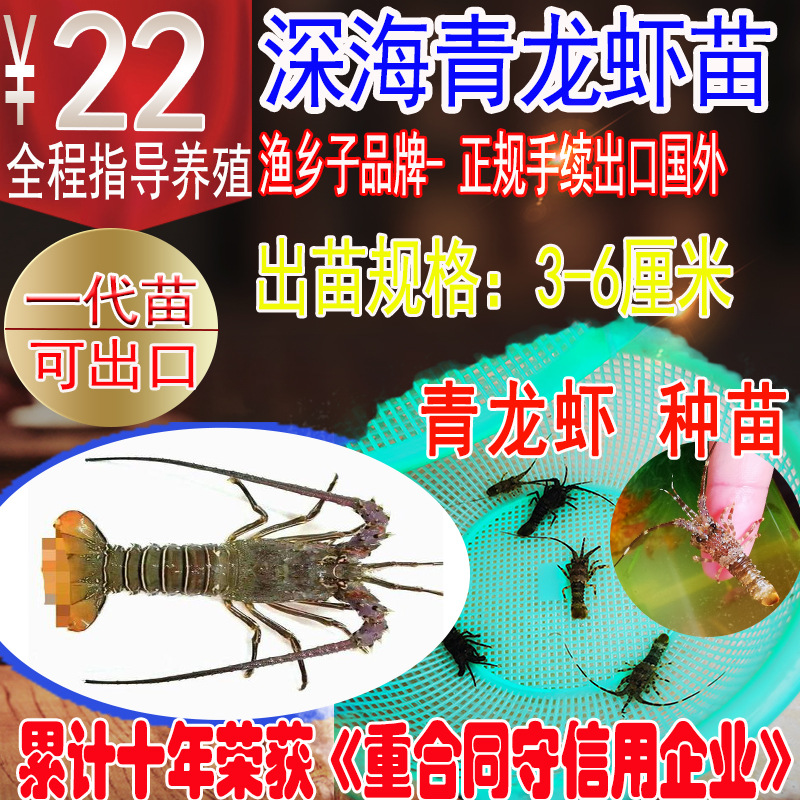 青龙虾苗  青龙  深海龙虾苗  小青龙  海水龙虾苗  虾苗 龙虾苗