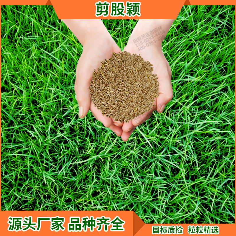 四季常青剪股颖草坪种子公园绿地景观绿化草籽护坡固土速生草种子
