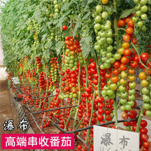 瀑布番茄种子四季圣女果春秋高产小西红柿苗阳台盆栽水果蔬菜种子