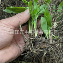 种植白芨苗 江正基地供应白芨苗批发价格 易成活