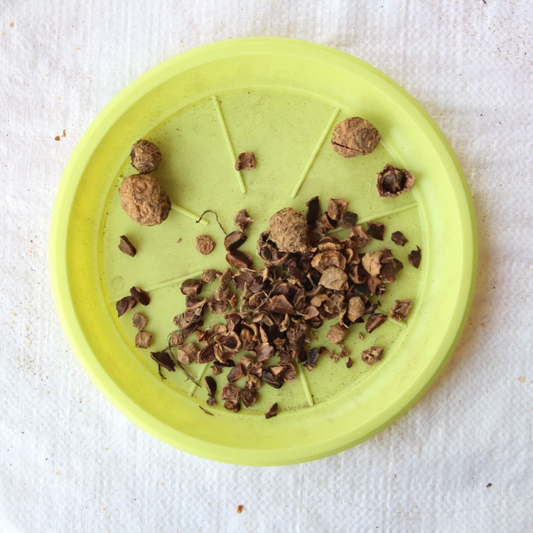 新采池杉种子 厂家直销 池杉种子 水杉种子 品种 绿化苗木