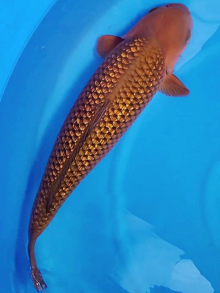 进口红茶锦鲤银鳞红茶闪鳞茶鲤芥子带头鱼娃娃脸冷水淡水观赏鱼