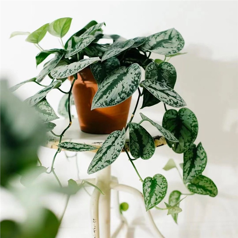 大叶小叶银斑葛花叶绿萝盆栽好养办公室内桌面绿植物长藤垂吊植物