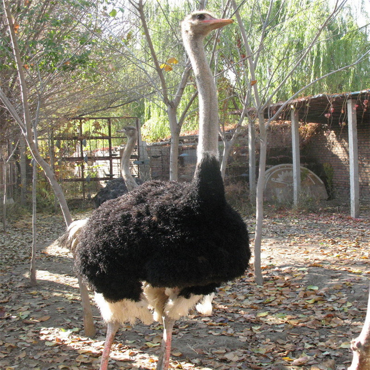 鸵鸟油鸸鹋油出售正品澳洲鸵鸟油出售非洲鸵鸟苗多少钱一只鸵鸟