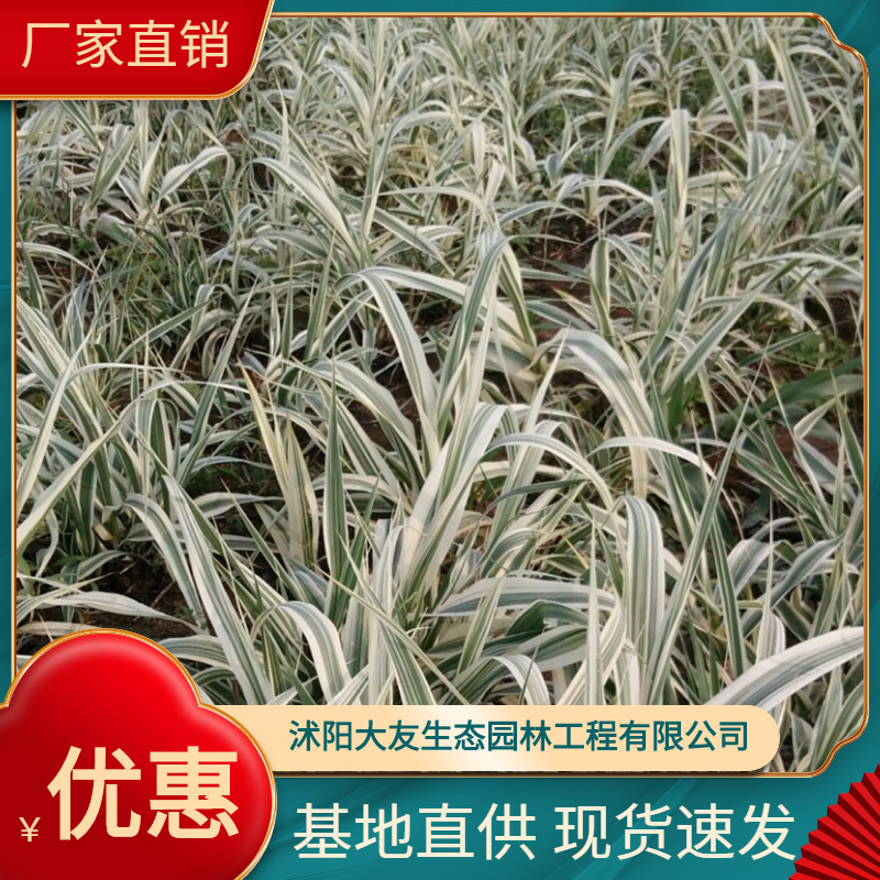 基地直销芦竹 花叶芦竹 水体绿化 净化水质 人工浮岛配材