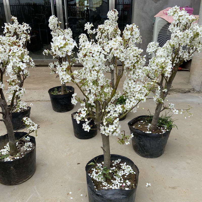 果树苗盆栽梨树苗嫁接大苗带土带果发货当年结果南北方种植