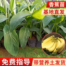 B6香蕉苗西贡蕉粉蕉苗芭蕉苗带土带叶红蕉苗盆栽地栽矮化香蕉苗