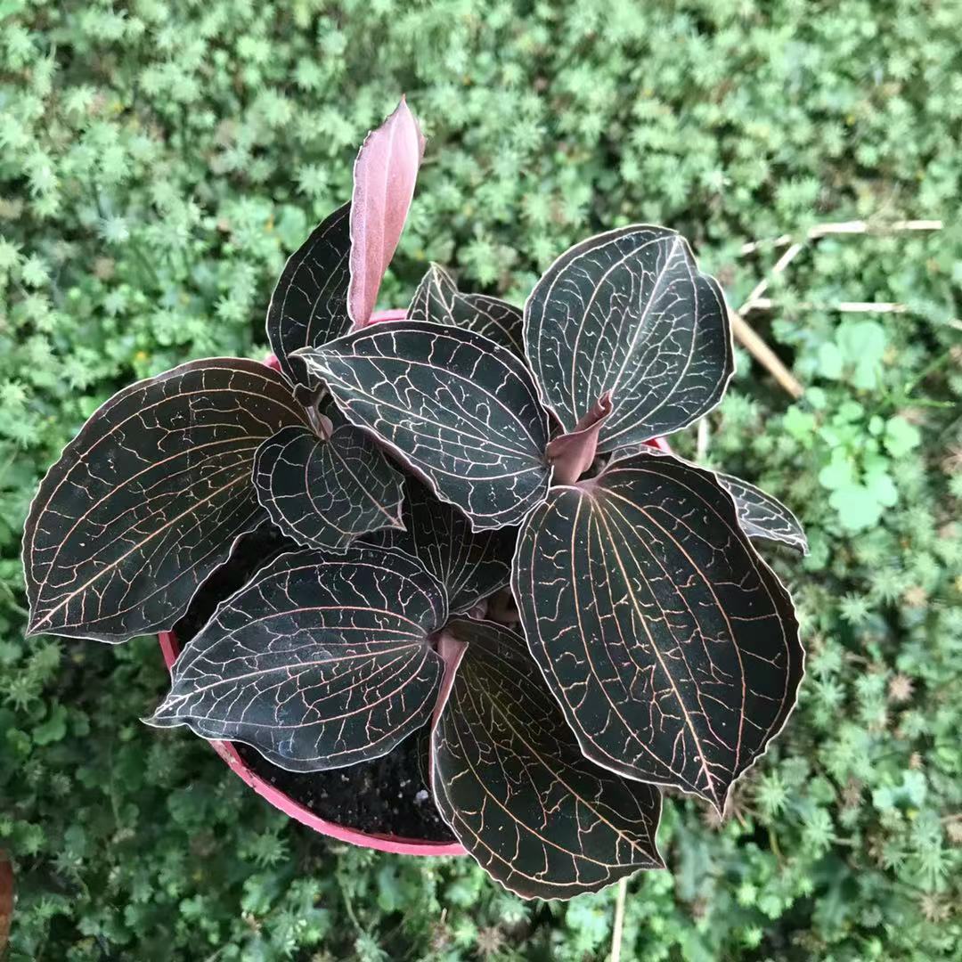 金线莲苗瓶盆景草种苗绿植观赏盆栽办公室植物南靖土楼特产金线莲