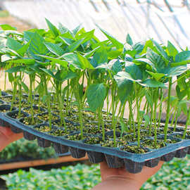 菜苗南方种批发各种春冬季青菜苗秧苗蔬菜苗大全芹菜苗莴笋苗四季