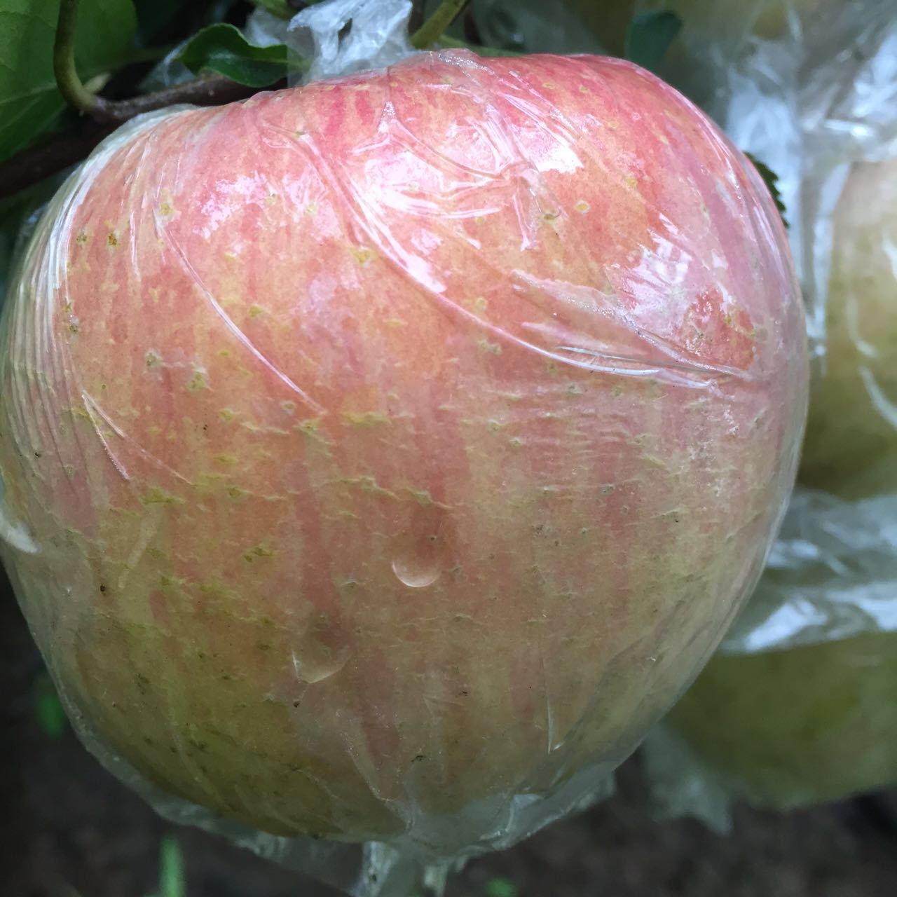 苹果水果徐州丰县大沙河苹果10斤带箱红富士冰糖心脆甜野生丑萍果