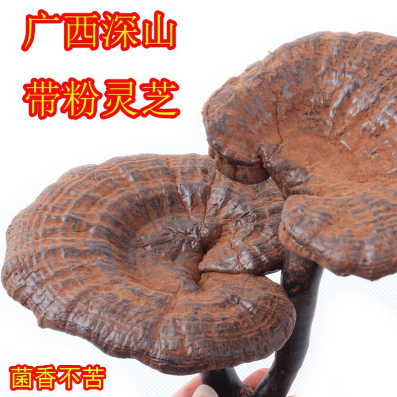 半野生黑灵芝100-500克 广西十万大山整枝灵芝深山含
