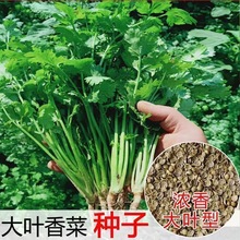 四季香菜种子大全农家盆栽苗大叶芫荽香菜籽菜种子蔬菜籽阳台易种