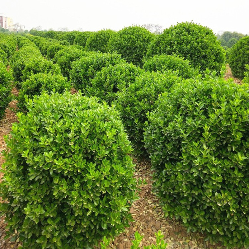 冬青球大叶黄杨球冬青树庭院围墙篱笆树四季常青冬青球型绿化苗木