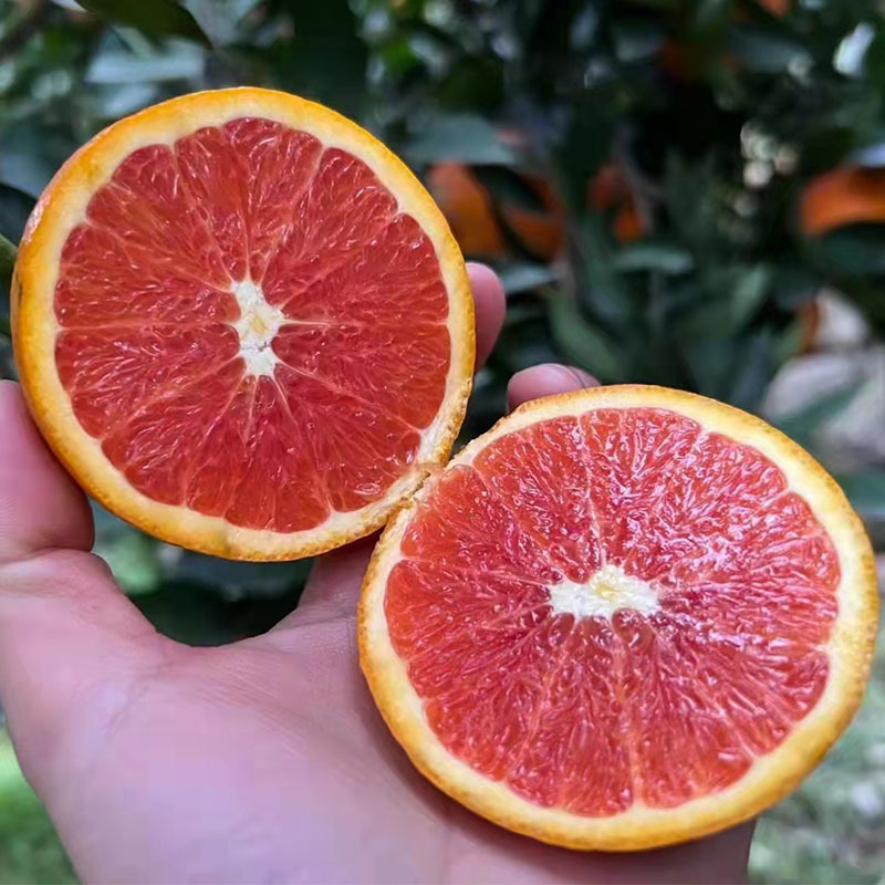 湖北秭归中华红橙红血橙红肉橙当季新鲜水果现摘现发5斤装9斤装