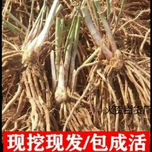 芦笋苗根蔬菜苗四季多年生阳台盆栽种植