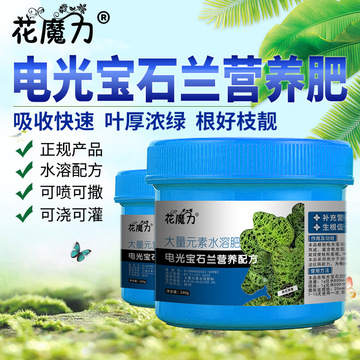 电光宝石兰专用营养肥绿闪电血叶小虫草盆景室内观叶植物四季花肥