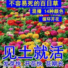 多年矮生百日花种子庭院四季易种室外阳台花籽子野花组合波斯菊