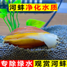 专吃鱼屎粪便鱼缸观赏热带斗孔雀虾苗淡冷水族宠物活体清道夫清洁