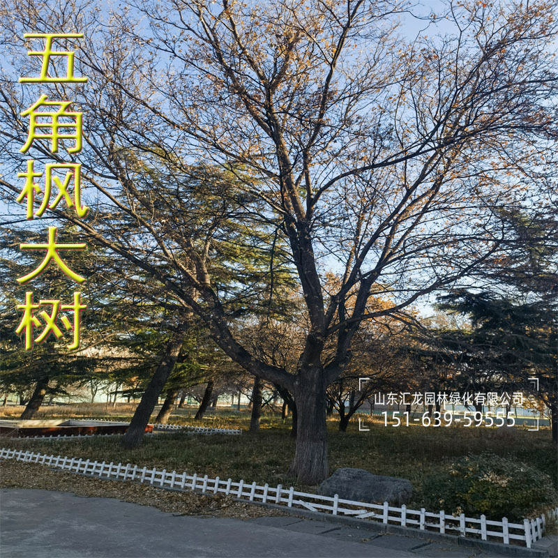 五角枫五角槭大五角枫古五角枫庭院树30五角枫50五角枫-阿里巴巴