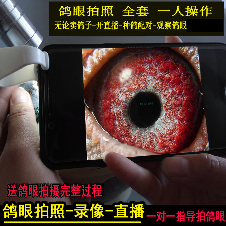 鸽眼专用放大镜高清鸽子镜鸽眼补光灯8000倍鸽灯鸽具底镜拍照神器