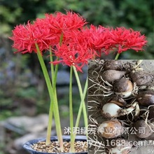 精品超大5年球彼岸花曼珠沙华红花石蒜盆栽根地栽对版大红色石蒜