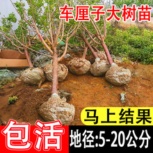 一件代发特大车厘子树苗嫁接大樱桃树苖南方北方四季种植庭院别墅