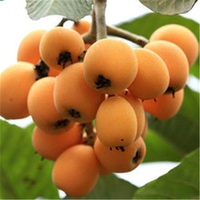 枇杷新鲜水果大五星现摘孕妇甜枇杷当季整箱大果四川高山早钟琵琶