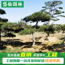 岱松园林出售赤松 株高2~3米中小型各类样式景观松树 造型油松