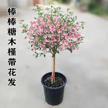 棒棒糖木槿花盆栽重瓣花卉庭院植物耐寒好养绿植阳台观花草可食用