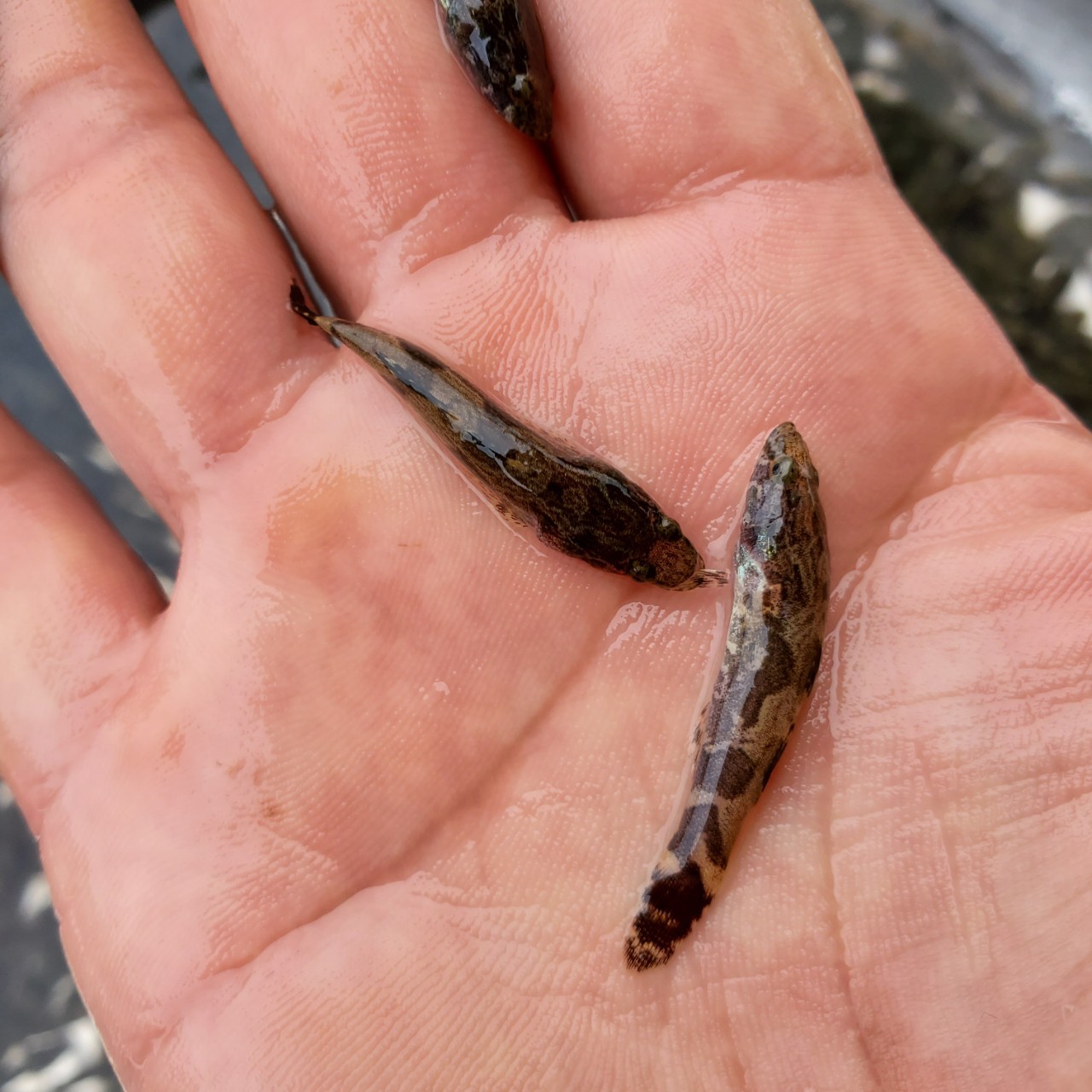 鱼苗 笋壳鱼苗 杂交笋壳鱼苗 澳州笋壳鱼苗 泰国笋壳鱼苗