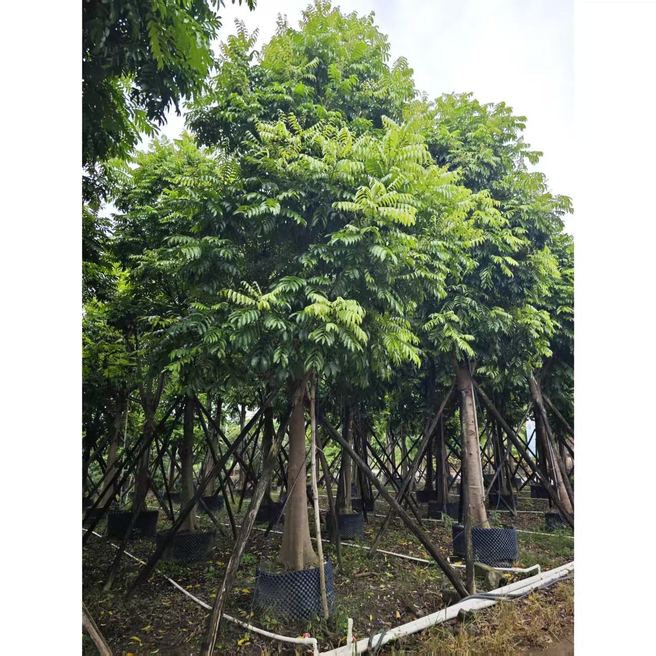 仁面树批发15-30厘米园林工程绿化人面木
