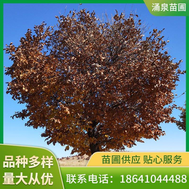 耐寒蒙古栎树形优美独杆蒙古栎树院景观橡树苗规格全常丛生蒙古栎
